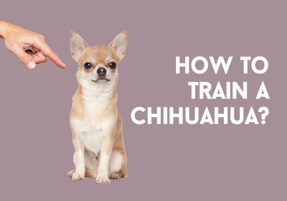 how to train a chihuahua