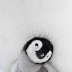 Izem Lavrenti Avatar