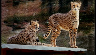 tiergarten nürnberg gepard derlandschaftszoo beckmannuwe
