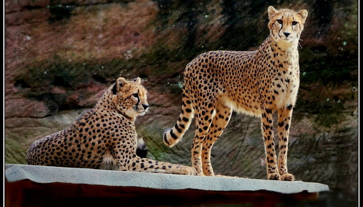 tiergarten nürnberg gepard derlandschaftszoo beckmannuwe