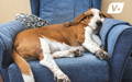 Basset Hound dog looking lazy and comfortably sleeping on a blue armchair
