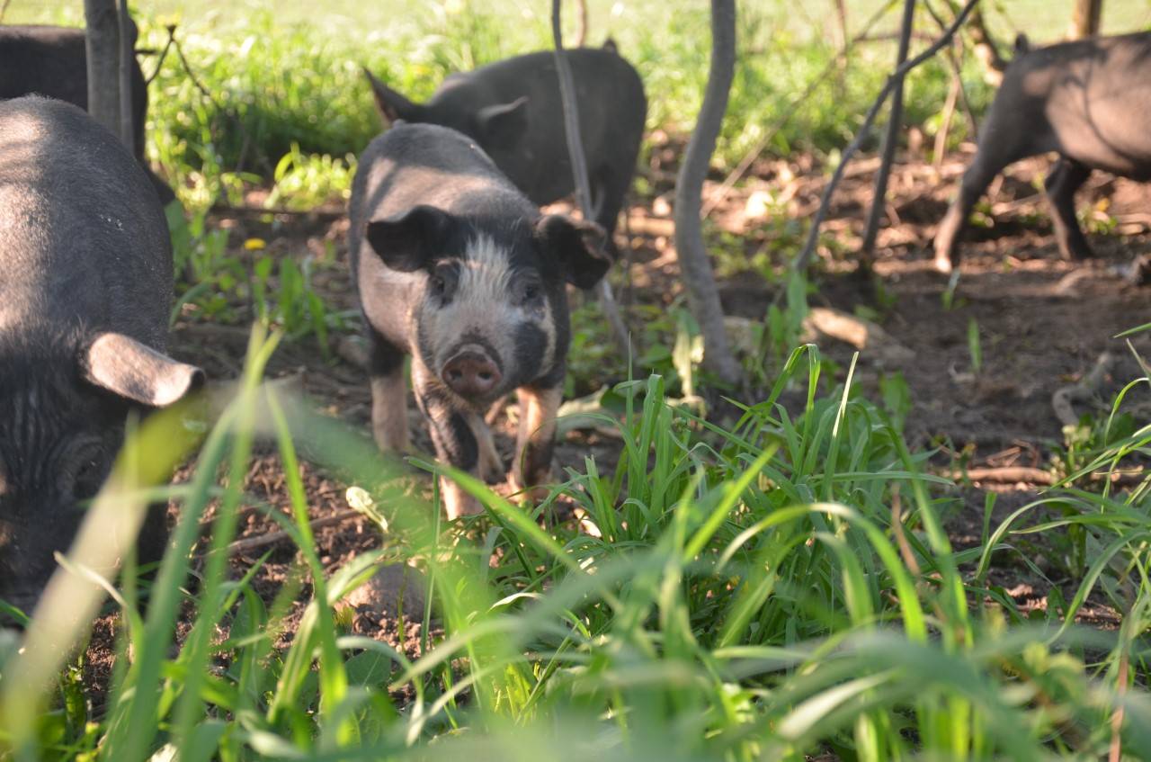 Pasture raised pork, guelph 