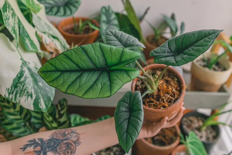 How to Flush Plants: Essential Houseplant Care Guide  Elm Dirt