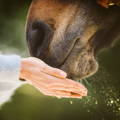 zoom in of a horse eating out of the owner's hand