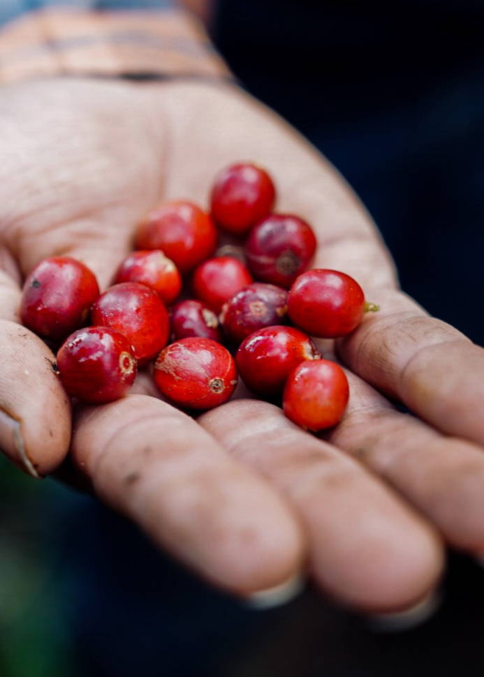 Honduran coffee farmer in the western highlands of Honduras