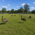 emu-mob-inside-recommended-fence-enclosure