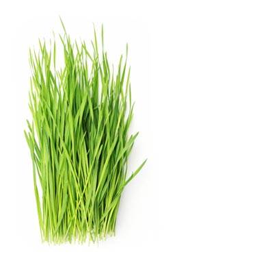 Trulean Ageless Super Greens Powder - Wheatgrass