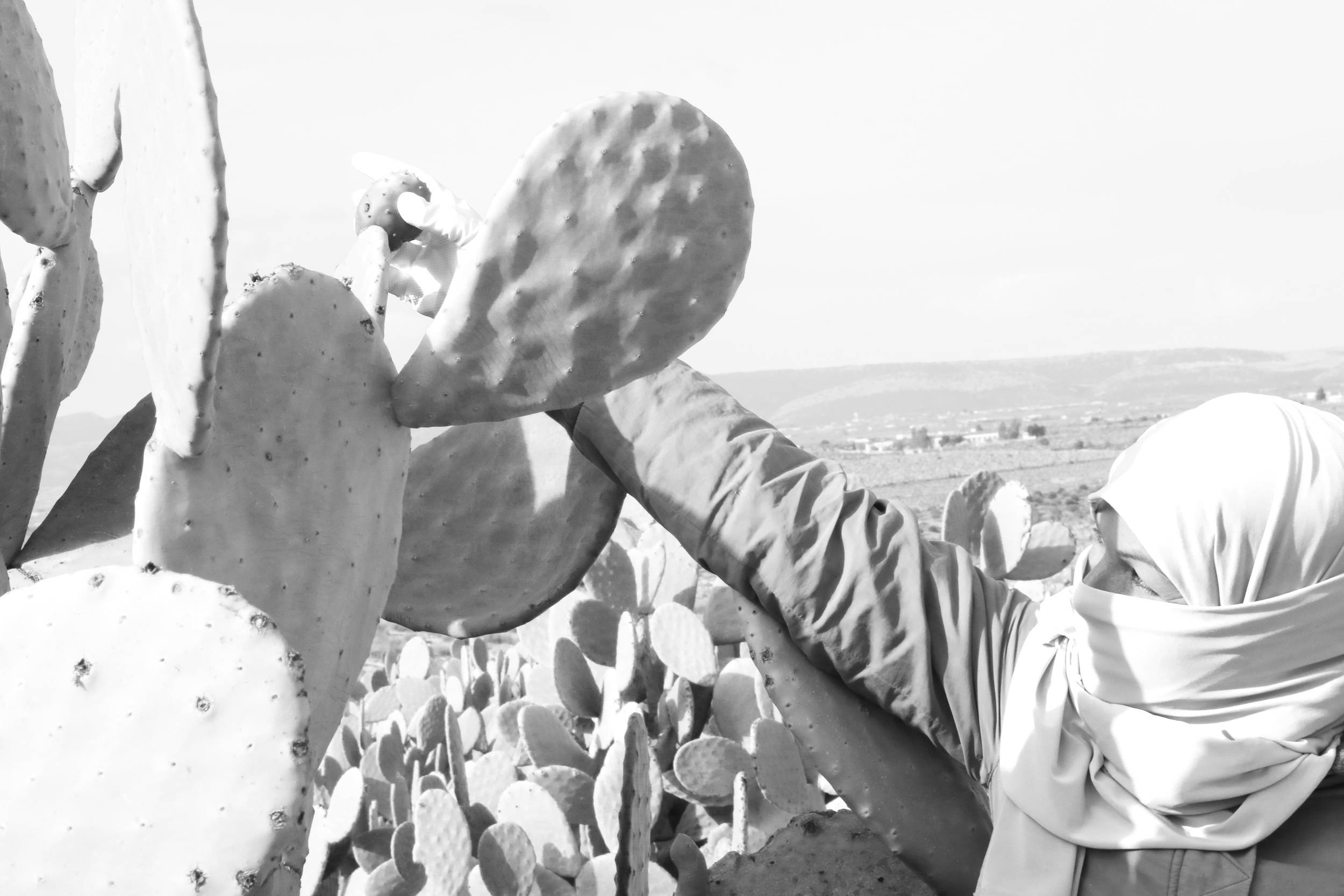 Women working, Women farmer Tunisia