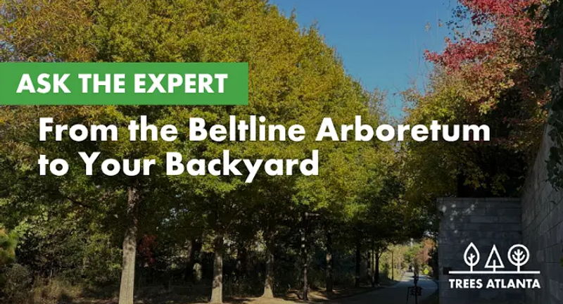 Ask the Expert: From the Beltline Arboretum to Your Backyard