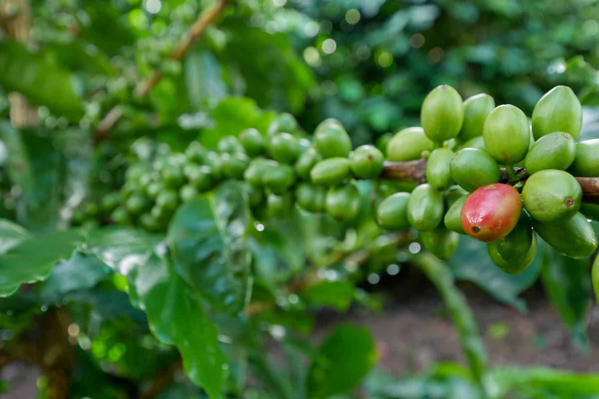 Finca La Unica, Honduras