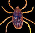 brown dog tick female picture