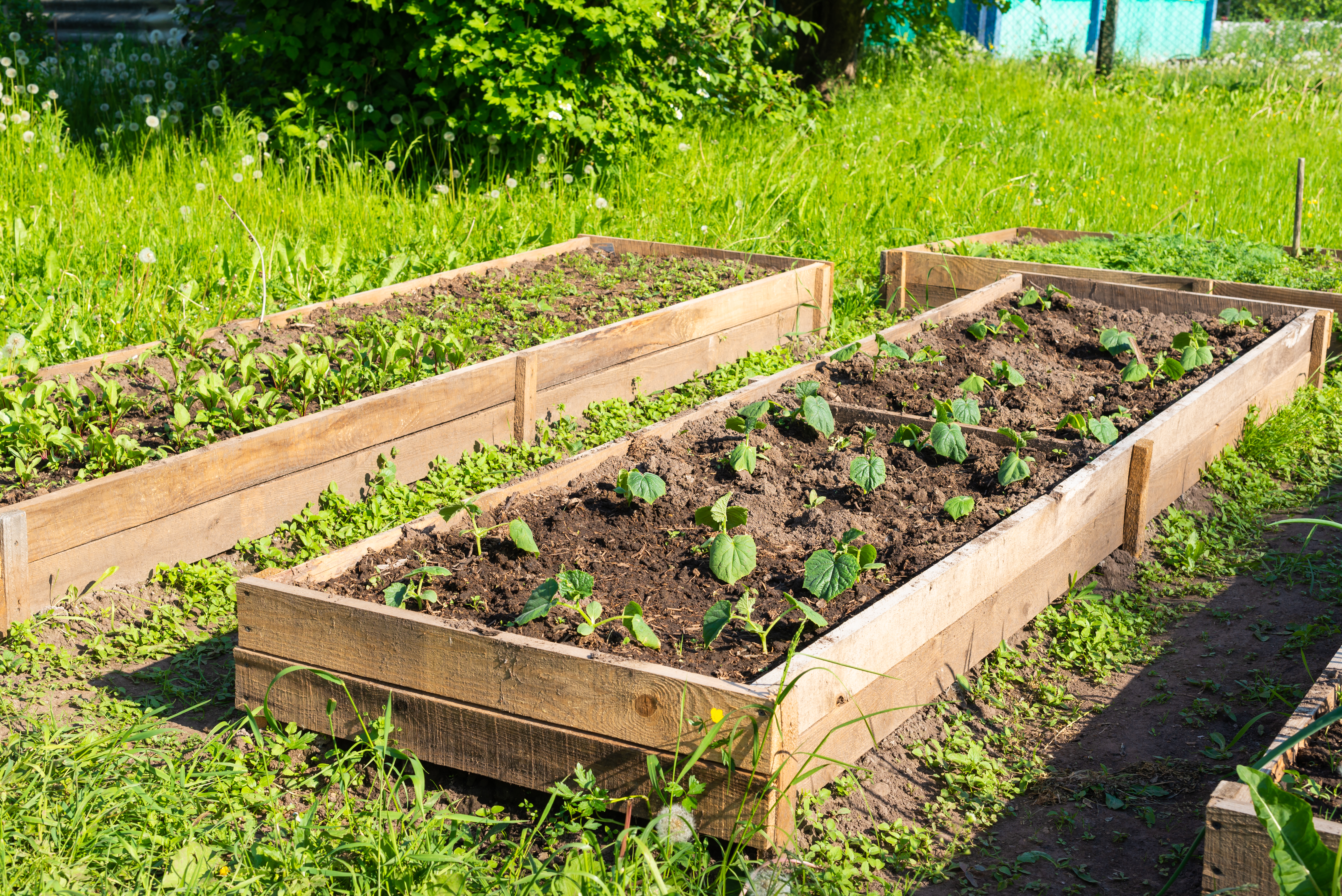 Raised garden beds with wooden edges planted out with young plants