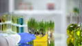 scientist wearing blue glove uses magnifying glass to examine a growing sample of wheat grass in a lab