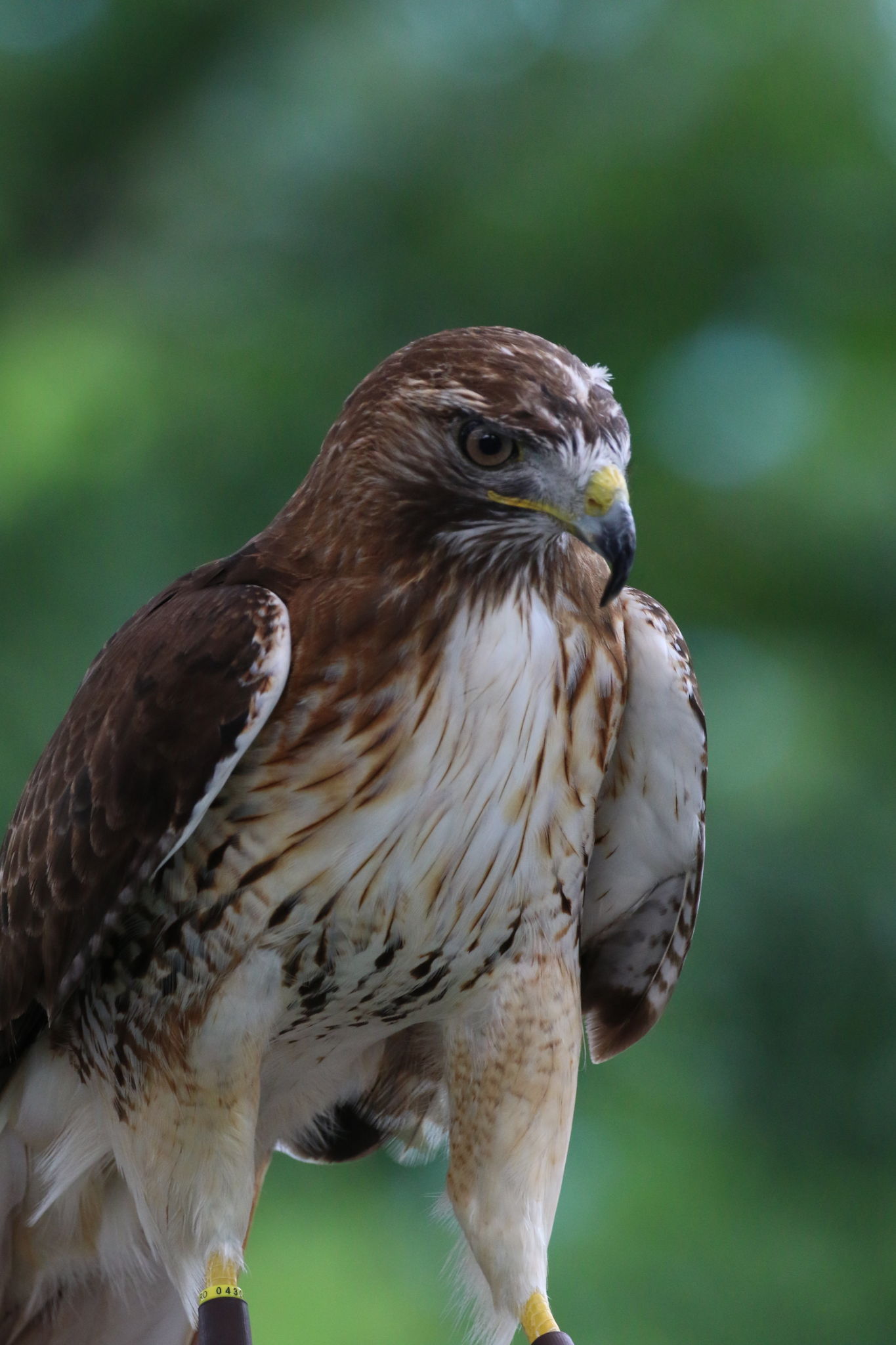 Hawk