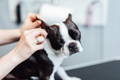 Boston Terrier dog getting their ears cleaned
