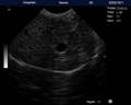 Immagine di scansione del fegato e della cistifellea del cane con ecografia veterinaria VU10