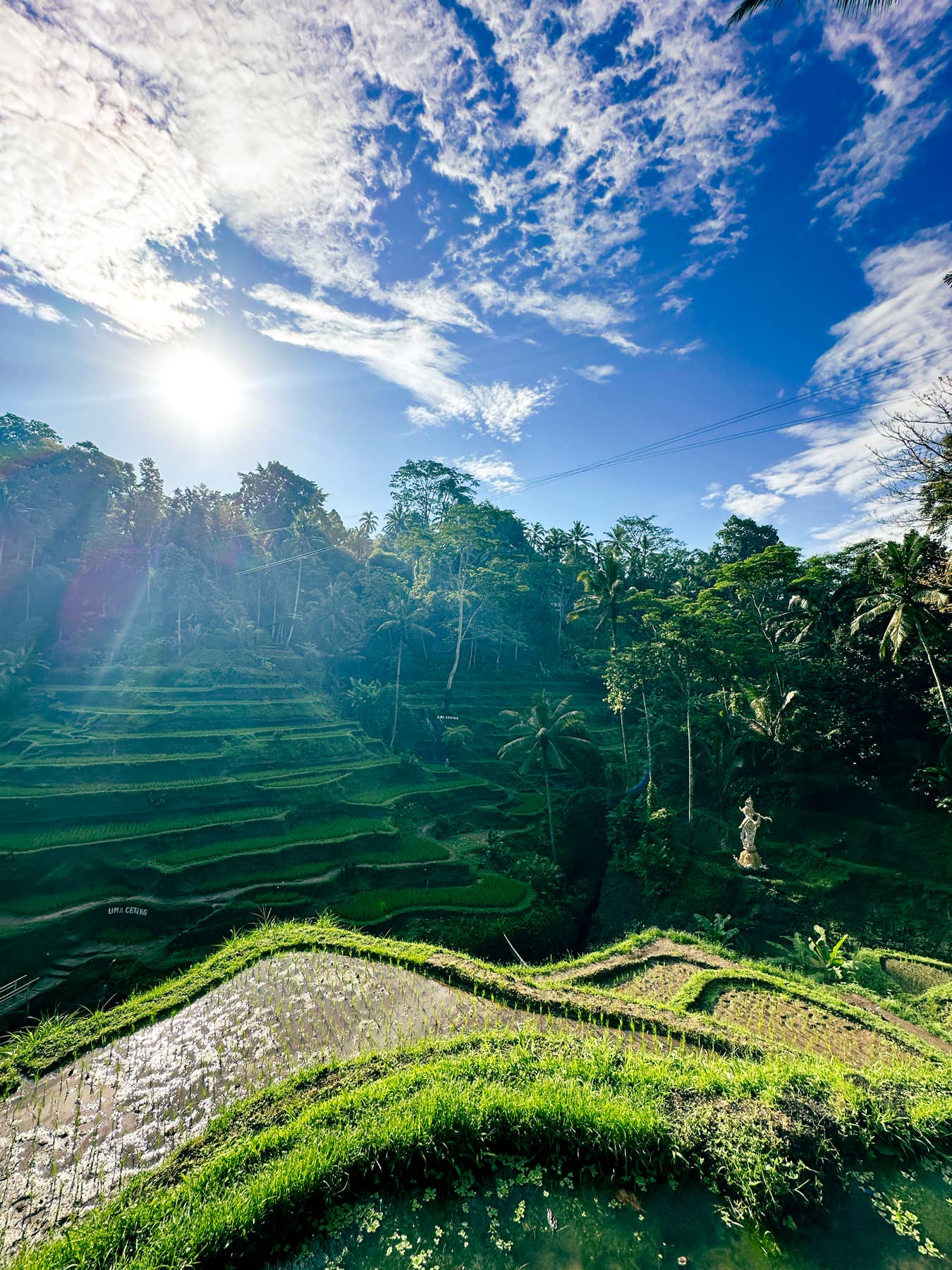 Image Tegalalang rice terraces