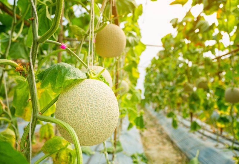 メロン旬