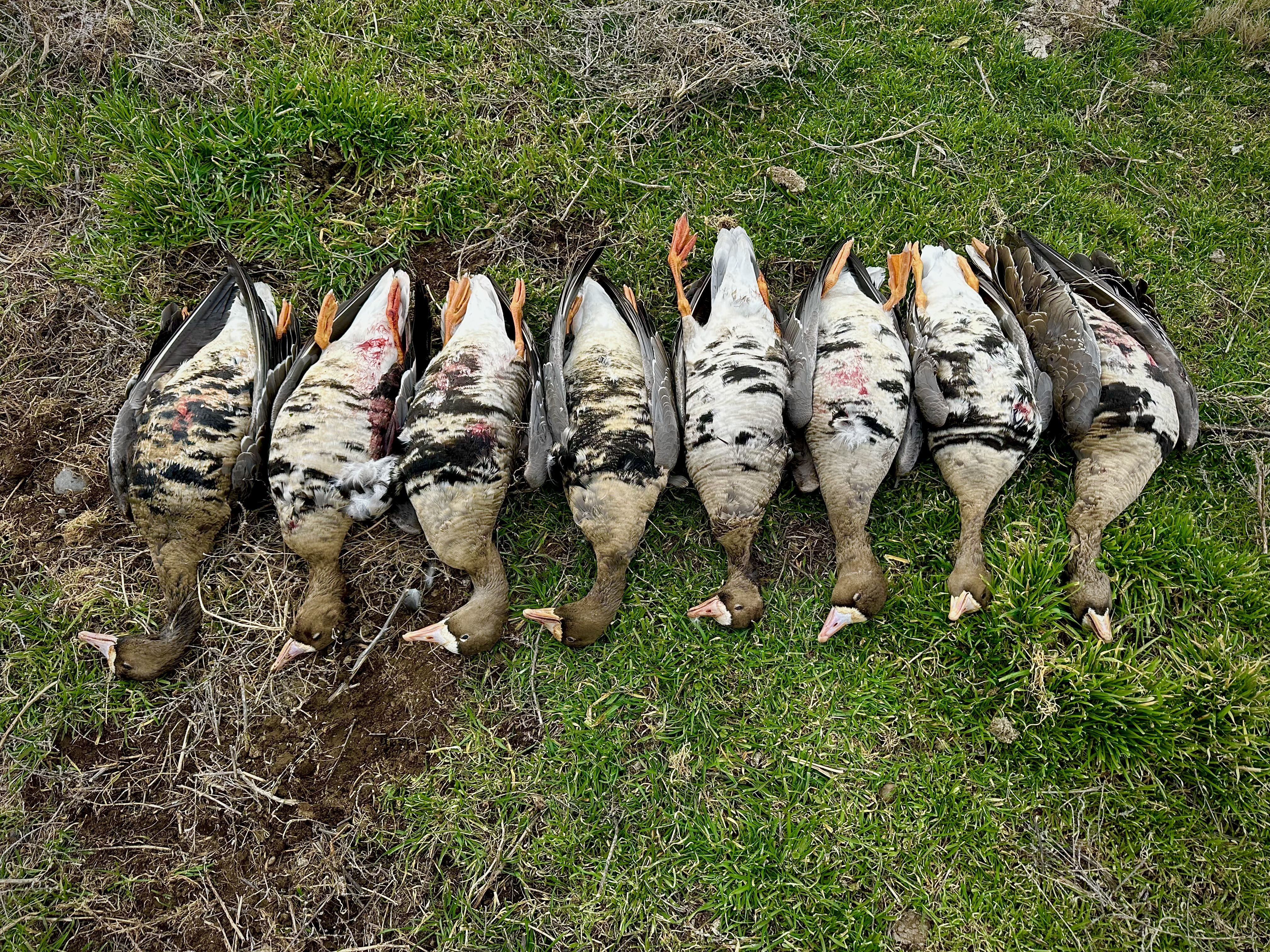 Mixed waterfowl on the rail