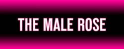 Male Rose Collection