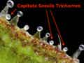 Capitate-sessile trichomes being pointed at by red arrows