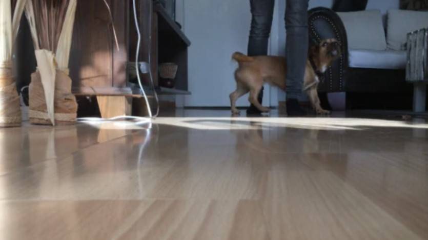 Tricktraining mit Hund