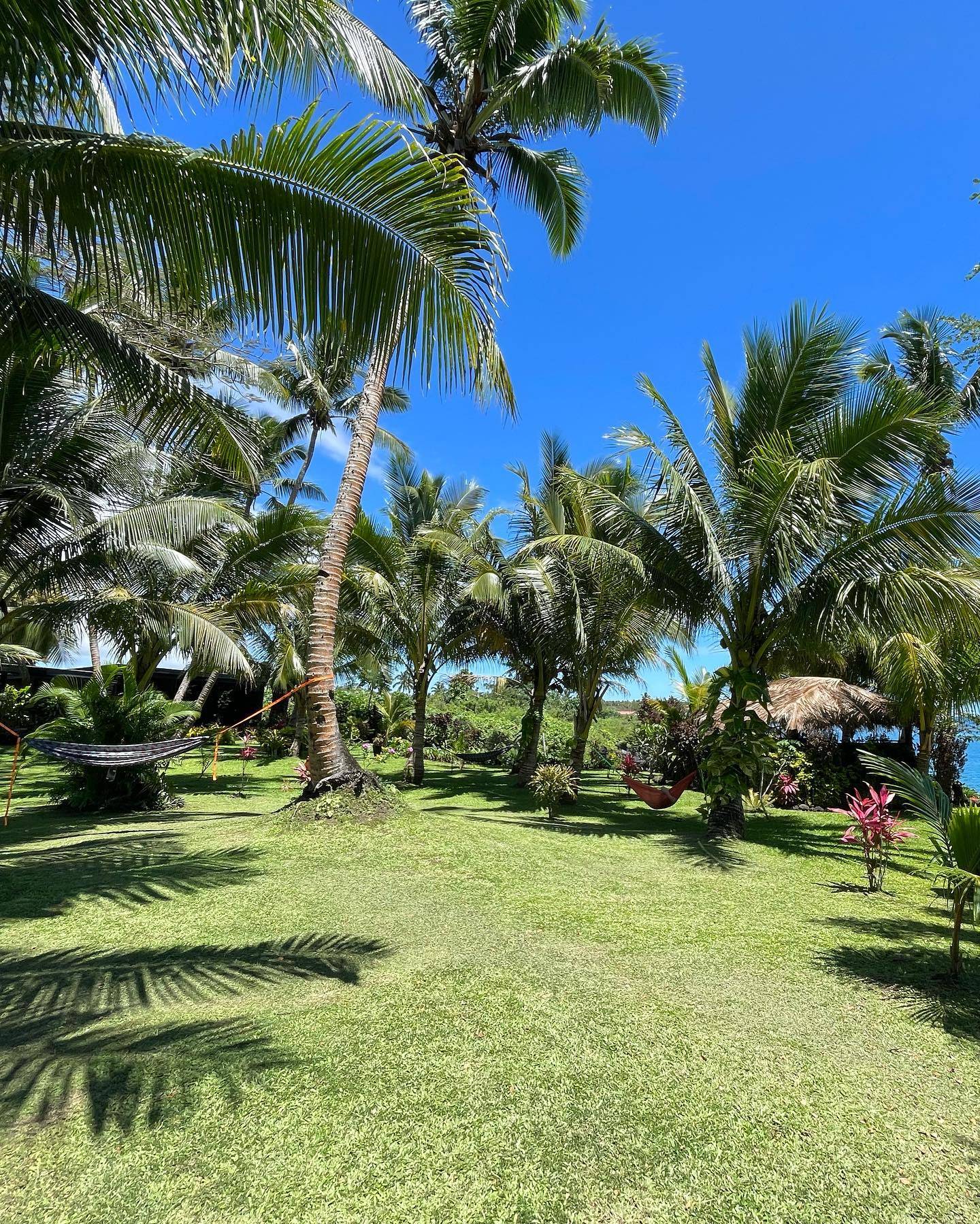 Hammock set up in palm trees and coconut trees with clear blue skies
