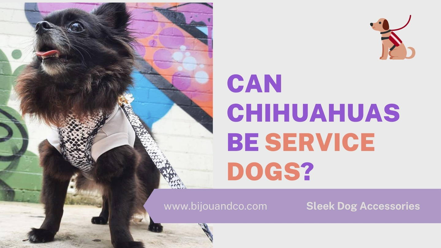 can a chihuahua be a service dog