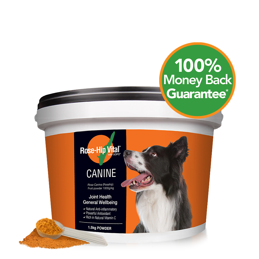 Rose-Hip Vital Canine | Introductory Offer