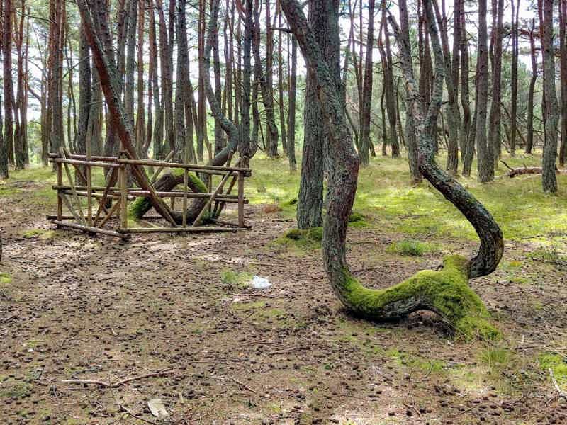 Куршская коса: автомобильная театрализованная аудиоэкскурсия (без билета) - фото 2