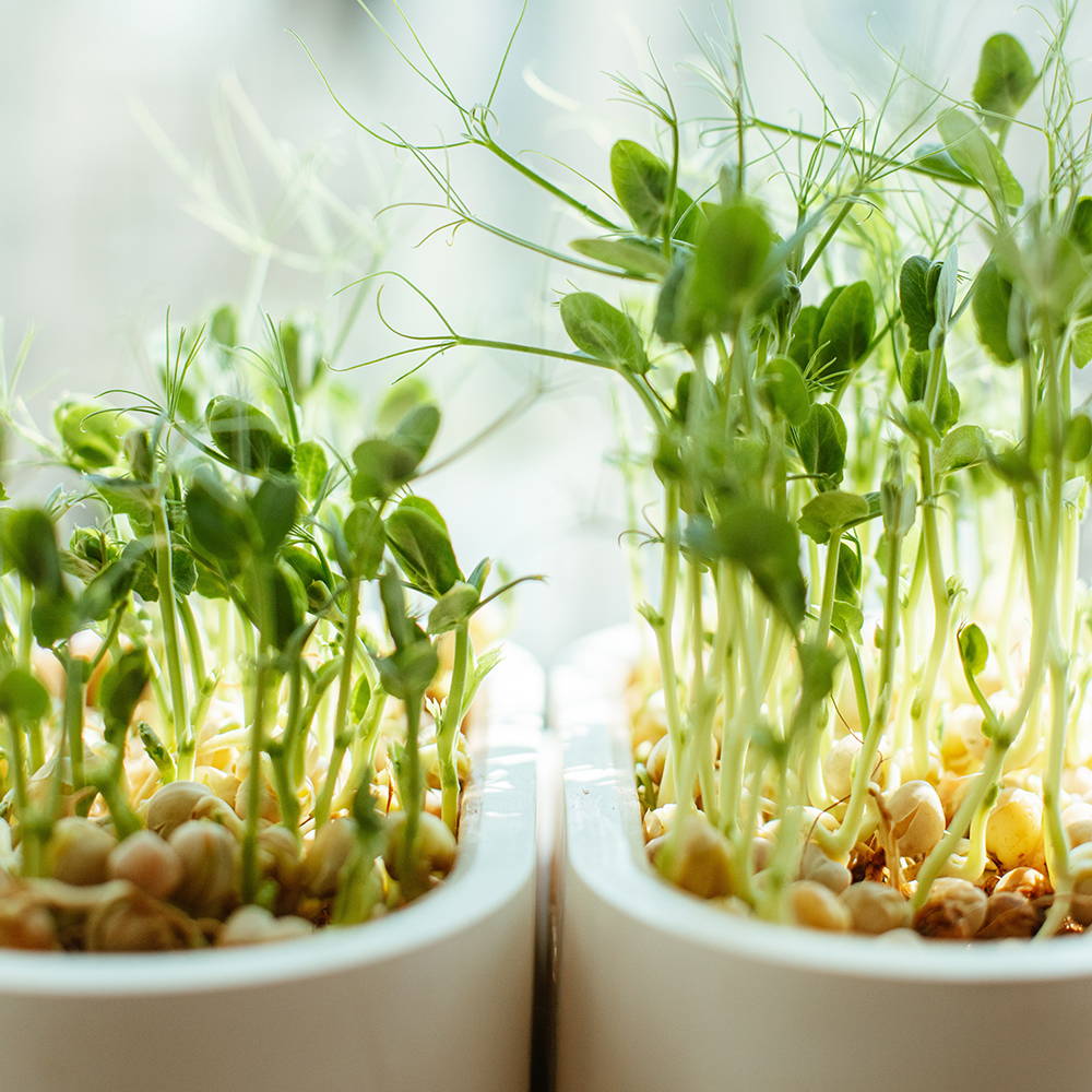 grow herbs on the windowsill