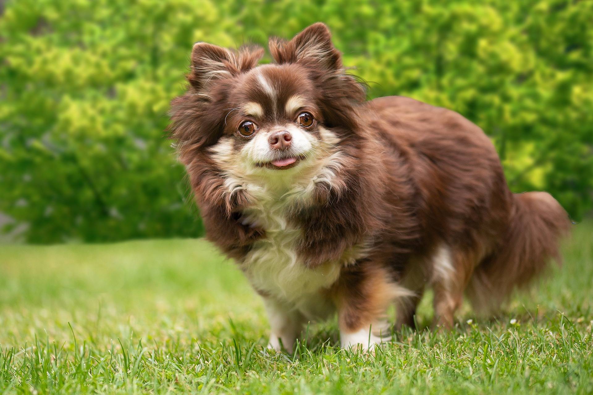 can a chihuahua be a service dog