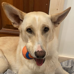 Chuckit! balls for Clover