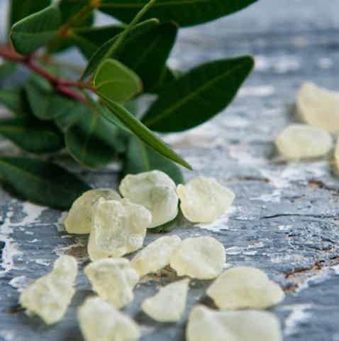 mastic-gum-plant