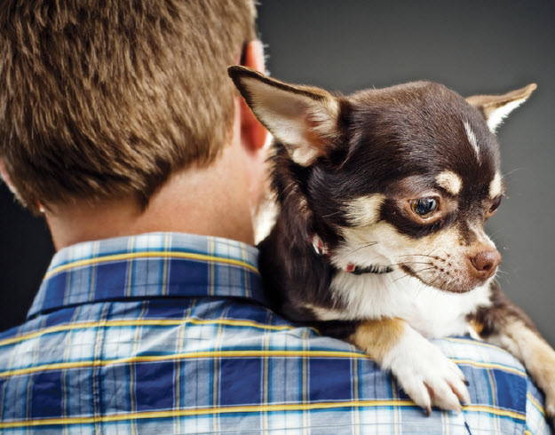 glaucoma chihuahua