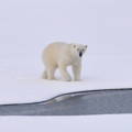 lone polar bear walking on ice