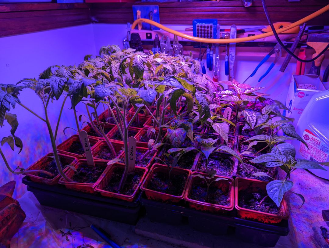Tomato and pepper plants.