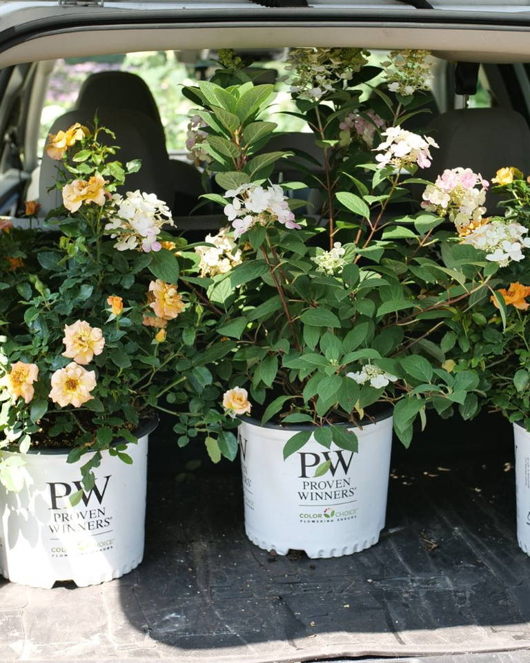 Hydrangea and rose shrub gallons sitting in the trunk of a car.