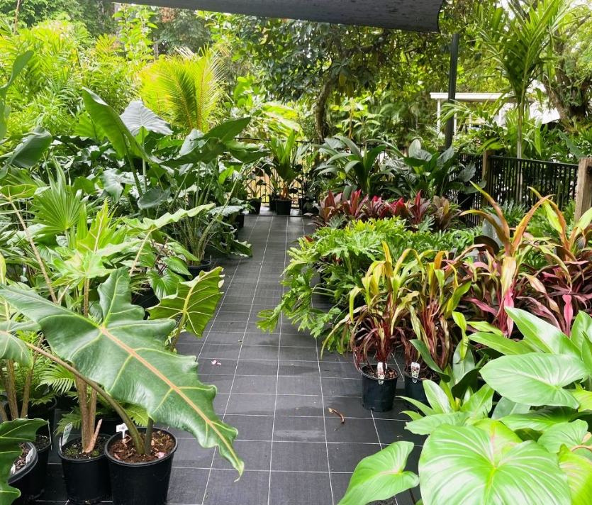 Coast Tropical Plants - Voucher