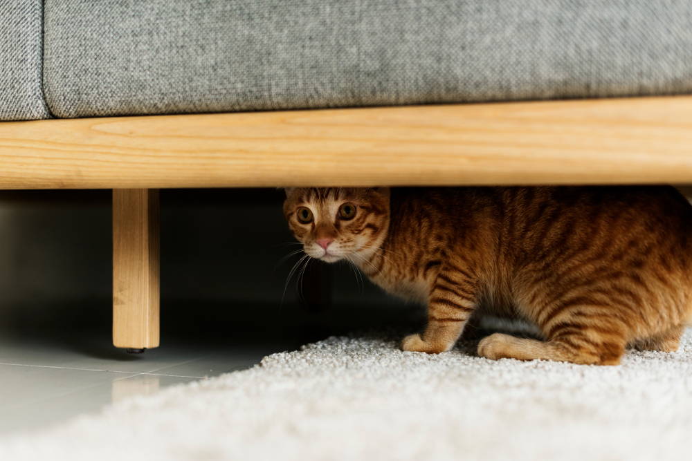 A stressed and anxious cat hiding beneath furniture