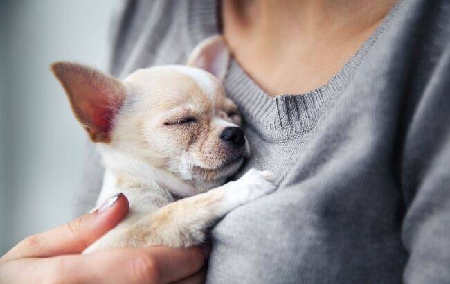 chihuahua with congestive heart failure.jpeg