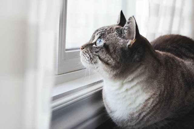 Organize a bird-watching session - Photo by: Sarah Pflug from Burst