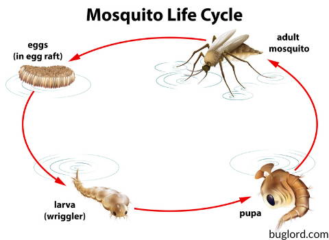 mosquito_life_stage_cycle