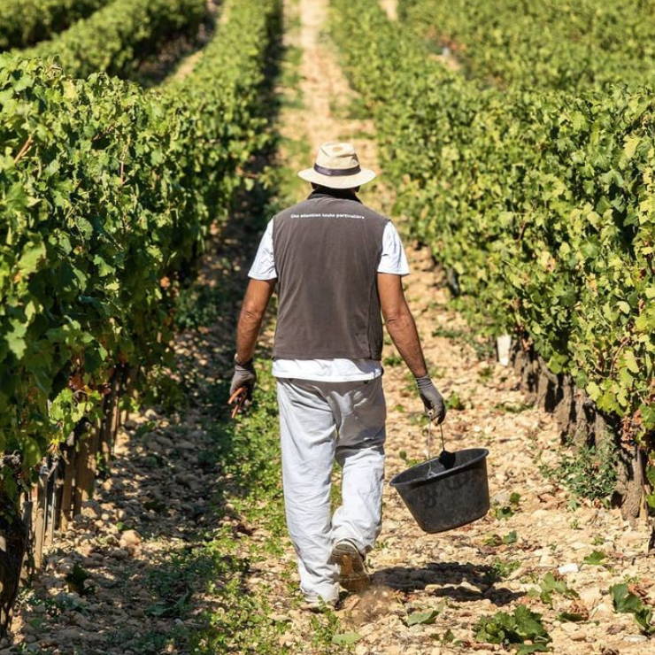 France, vin nature, rawwine, organic wine, vin bio, vin sans intrants, bistro brute, vin rouge, vin blanc, rouge, blanc, nature, vin propre, vigneron, vigneron indépendant, domaine bio, biodynamie, vigneron nature, cave vin naturel, cave vin, caviste, vin biodynamique, bistro brute, Quimper, Finistère , laurent combier, clos des grives, rhône, crozes-hermitage