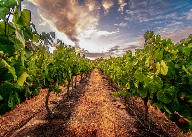 5th Best Vineyards- Montes Wines