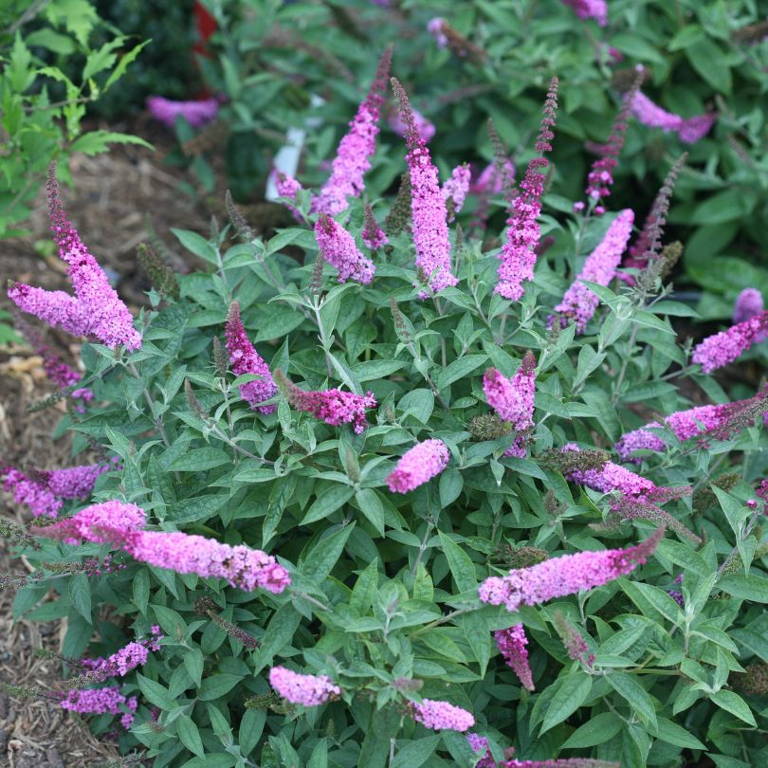 Pink/purple butterfly bush flowers with silver/green foliage