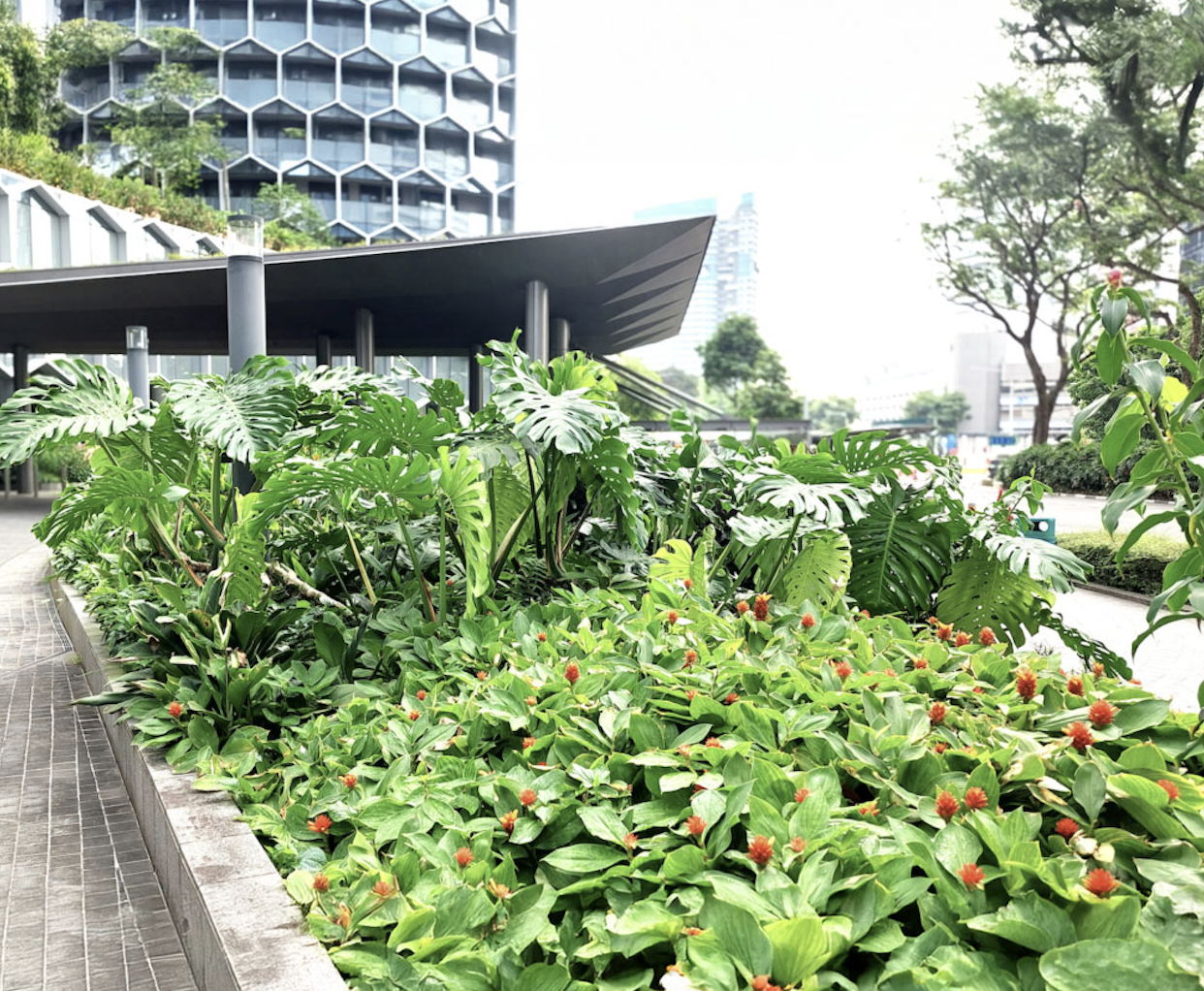 A lush urban garden with green tropical plants and red flowers, next to a modern building with a honeycomb-like facade and shaded walkway on a bright, overcast day.