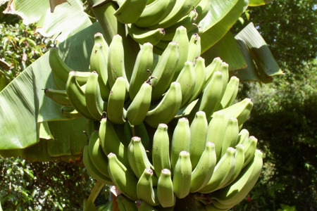 organic-bananas2.jpg
