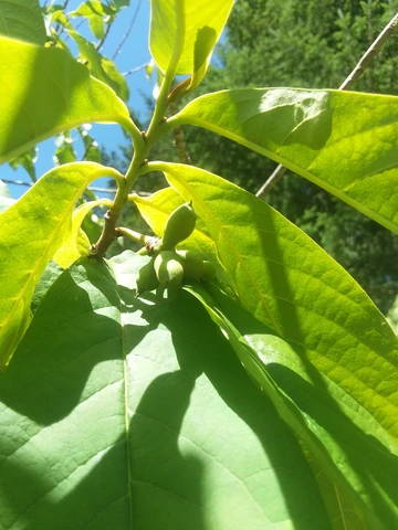 Pawpaw tree grafting techniques