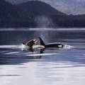 orcas swimming in  seas